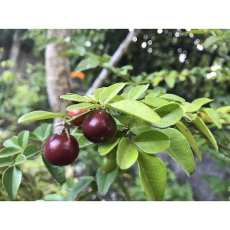 Limonsito / Triphasia trifolia P. Wils / Lime Berry: .